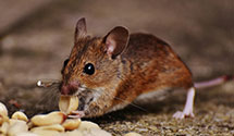 24 Hour & Emergency Exterminators in Millington, TN